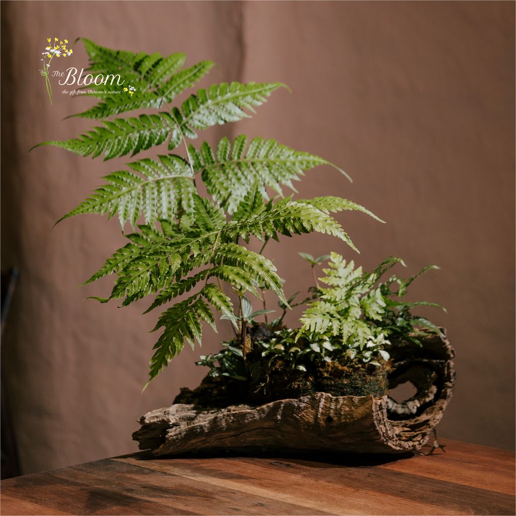 Xanh 60 - Dương xỉ Culi