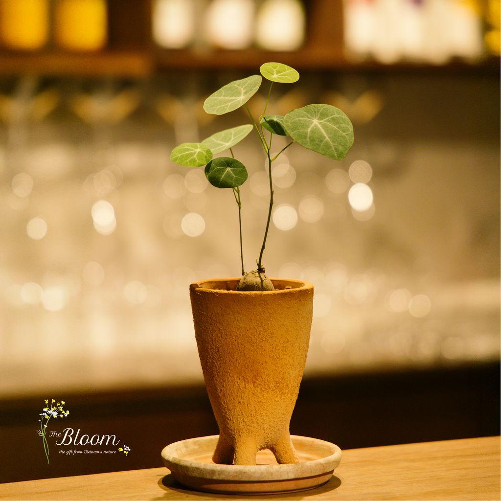 Xanh 71 - Củ Bình Vôi