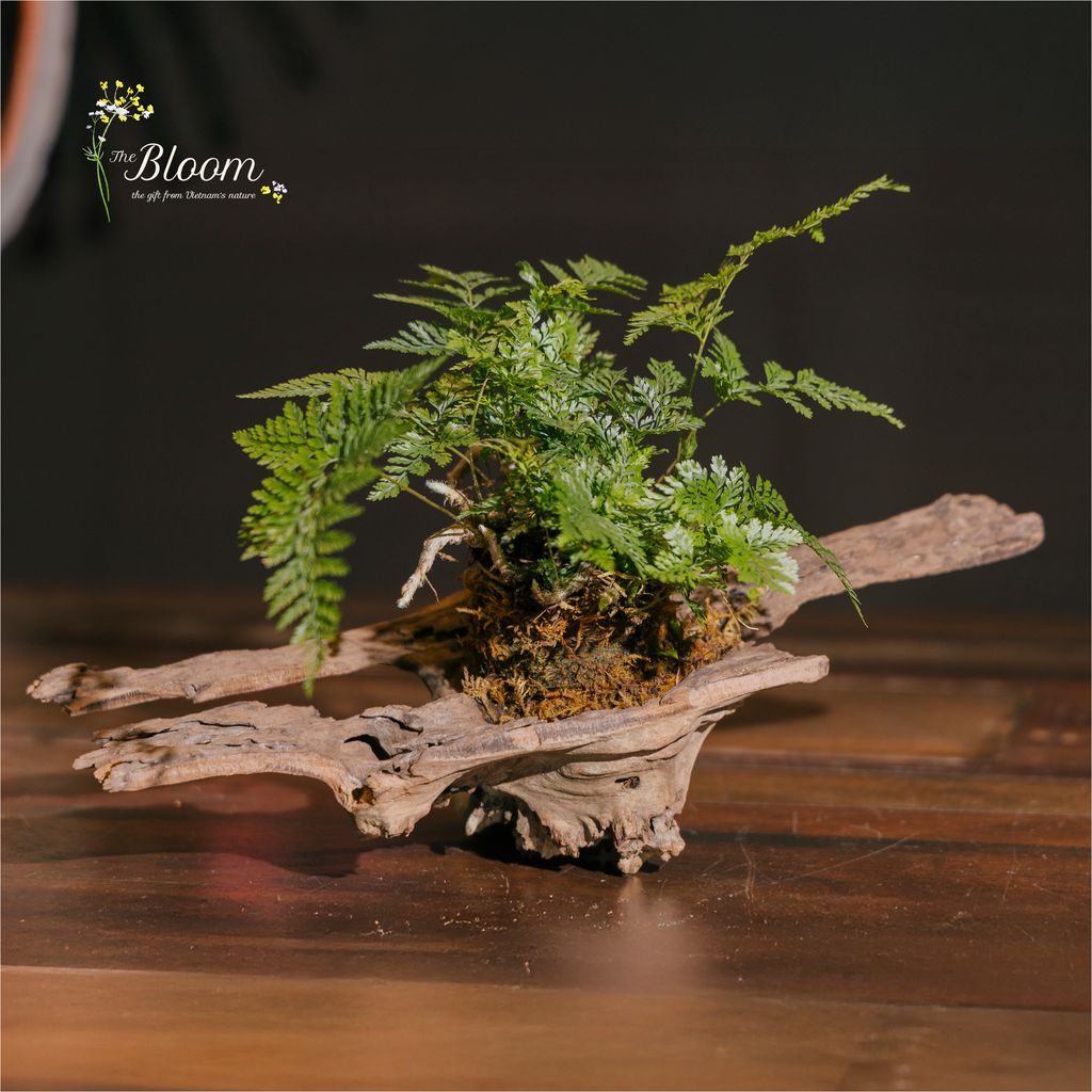 Xanh 74 - Dương xỉ chân thỏ