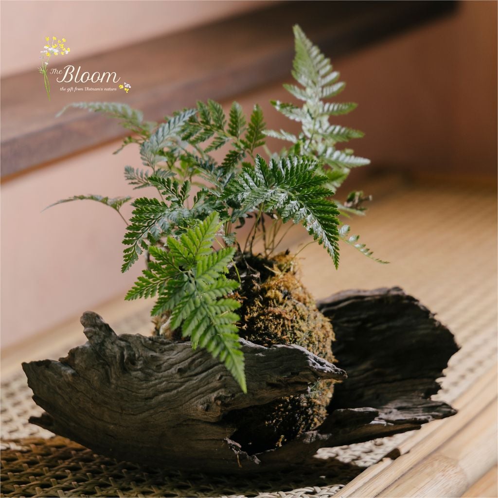 Xanh 75 - Dương xỉ chân thỏ