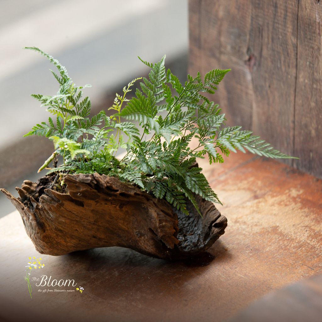 Xanh 77 - Dương xỉ chân thỏ