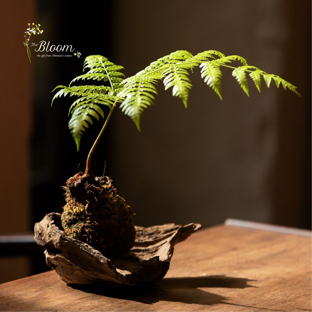 Xanh 83 - Dương xỉ Culi