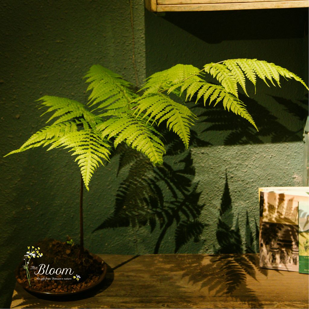 Xanh 88 - Dương xỉ Culi