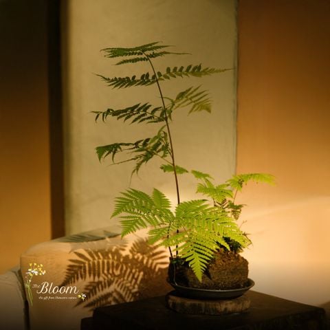 Xanh 91 - Dương xỉ Culi