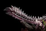  SWORD&WING Studio - Thunder Wolf & Hell Wolf Zinogre - Monster Hunter 