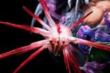  Iron Curtain Studio - Goku SSJ4 & Goku SSJ5 - Dragon Ball 