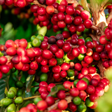  Beta Win NPK 10-5-40 - Phân Bón Hỗn Hợp NPK NNV-19 Bao 20kg 