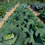  Beta Win NPK 10-5-40 - Phân Bón Hỗn Hợp NPK NNV-19 Bao 20kg 