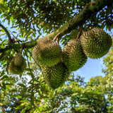  Beta Win NPK 10-5-40 - Phân Bón Hỗn Hợp NPK NNV-19 Bao 20kg 