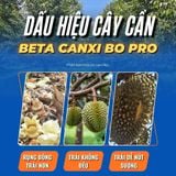  Combo 6 Chai Beta Canxi Bo Pro 500ml Nhập Khẩu Tây Ban Nha (Mua 5 Tặng 1) 