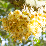  Beta Win NPK 10-60-10 – Phân Bón Hỗn Hợp NPK Bao 20kg 