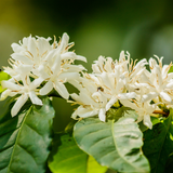  Beta Win NPK 10-60-10 – Phân Bón Hỗn Hợp NPK Bao 20kg 