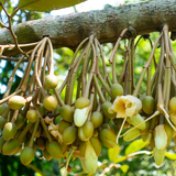  Beta Win NPK 10-60-10 – Phân Bón Hỗn Hợp NPK Bao 20kg 