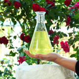  Beta Win NPK 9-5-47+TE - Phân Bón Hỗn Hợp NPK - Phân Đa Lượng Ev09 Bao 20kg 