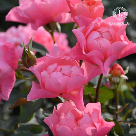 Hoa hồng The Flowering Spirit Kanade