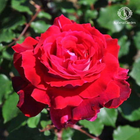 Hoa hồng Couronne Rouge