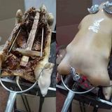  Xiên Quay Heo Sữa Loại Dày 8mm 