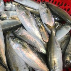 Cá bạc má Phú Yên làm sạch