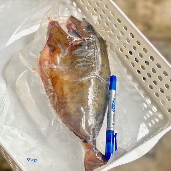Cá bò da sừng