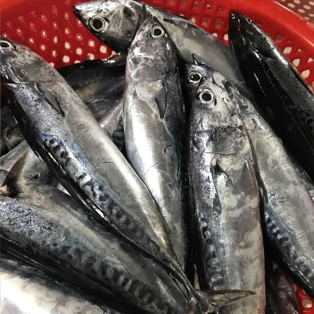 Cá ồ Phú Yên làm sạch