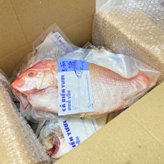 Cá bánh đường sz lớn