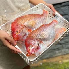 Cá bánh đường sz lớn