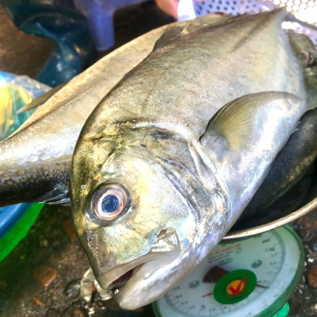 Cá bè cụt | sz lớn