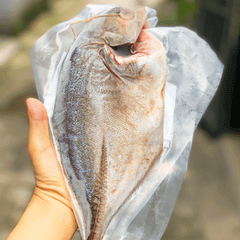 Cá bè cụt | sz lớn