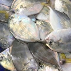 Cá bè diển làm sạch