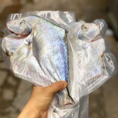 Cá bè lão nguyên con