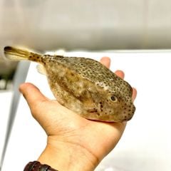 Cá bò hòm Phú Yên