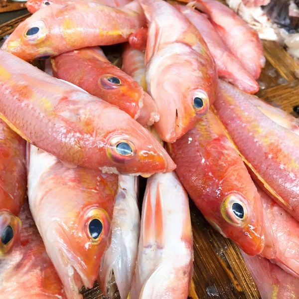 Cá bống biển đỏ