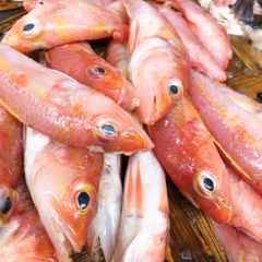 Cá bống biển đỏ