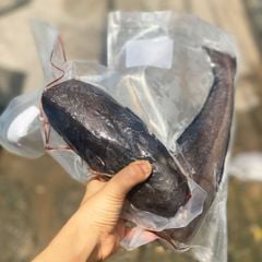 Cá bớp nguyên con làm sạch