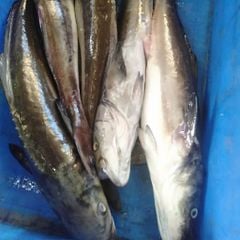 Cá bớp nguyên con làm sạch