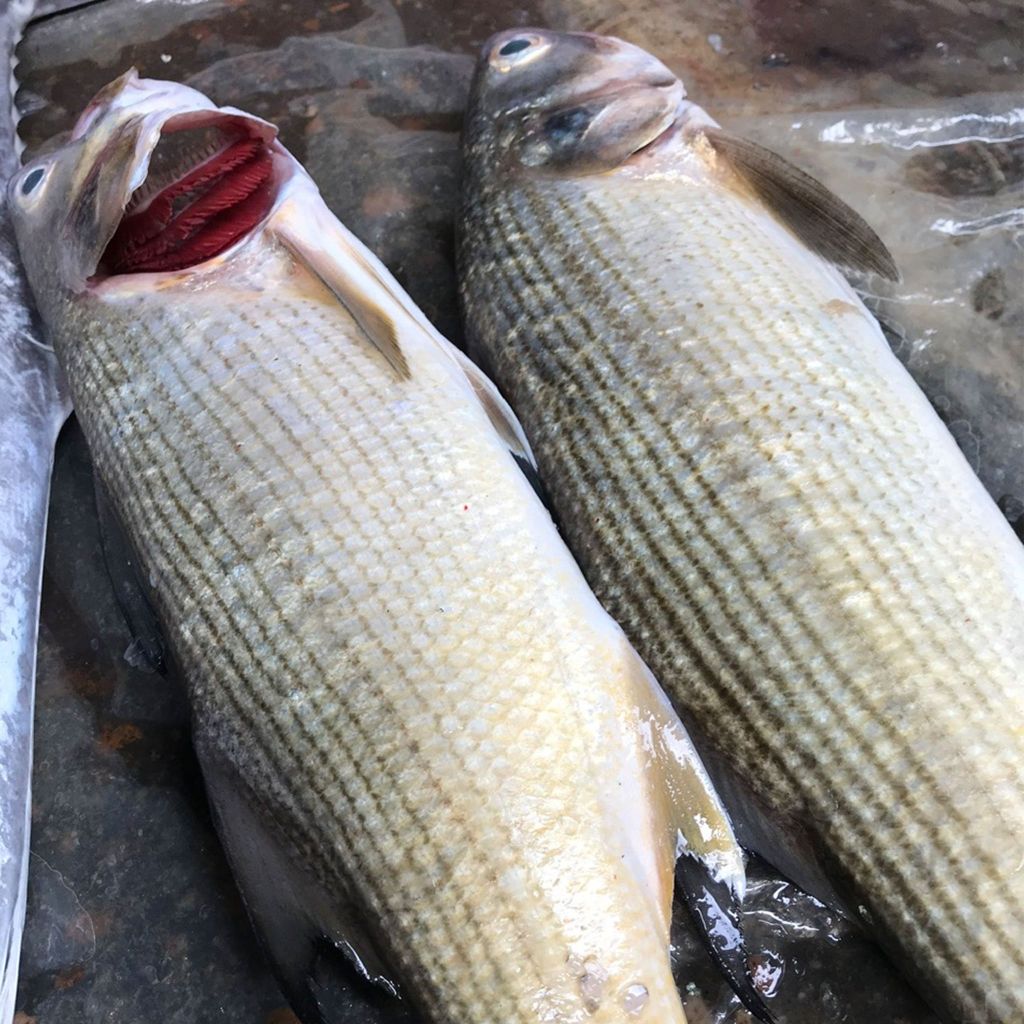 Cá chéc mầm nguyên con