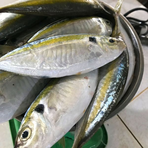 Cá chỉ vàng làm sạch