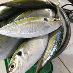 Cá chỉ vàng làm sạch
