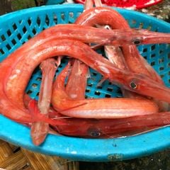 Cá chìa vôi đỏi, cá lao đỏ cắt khúc
