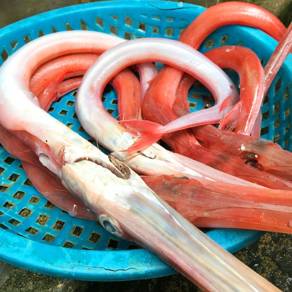 Cá chìa vôi đỏi, cá lao đỏ cắt khúc