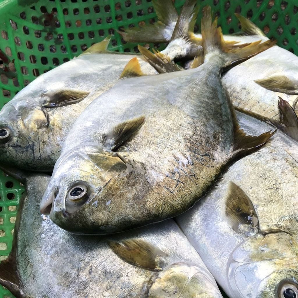 Cá chim trắng làm sạch | sz 3 5