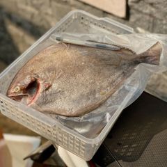 Cá chim biển, chim đen thiên nhiên