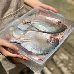 Cá chim trắng làm sạch | sz 3 5
