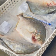 Cá chim trắng làm sạch | sz 3 5