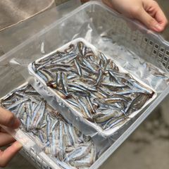 Cá cơm săn làm sạch