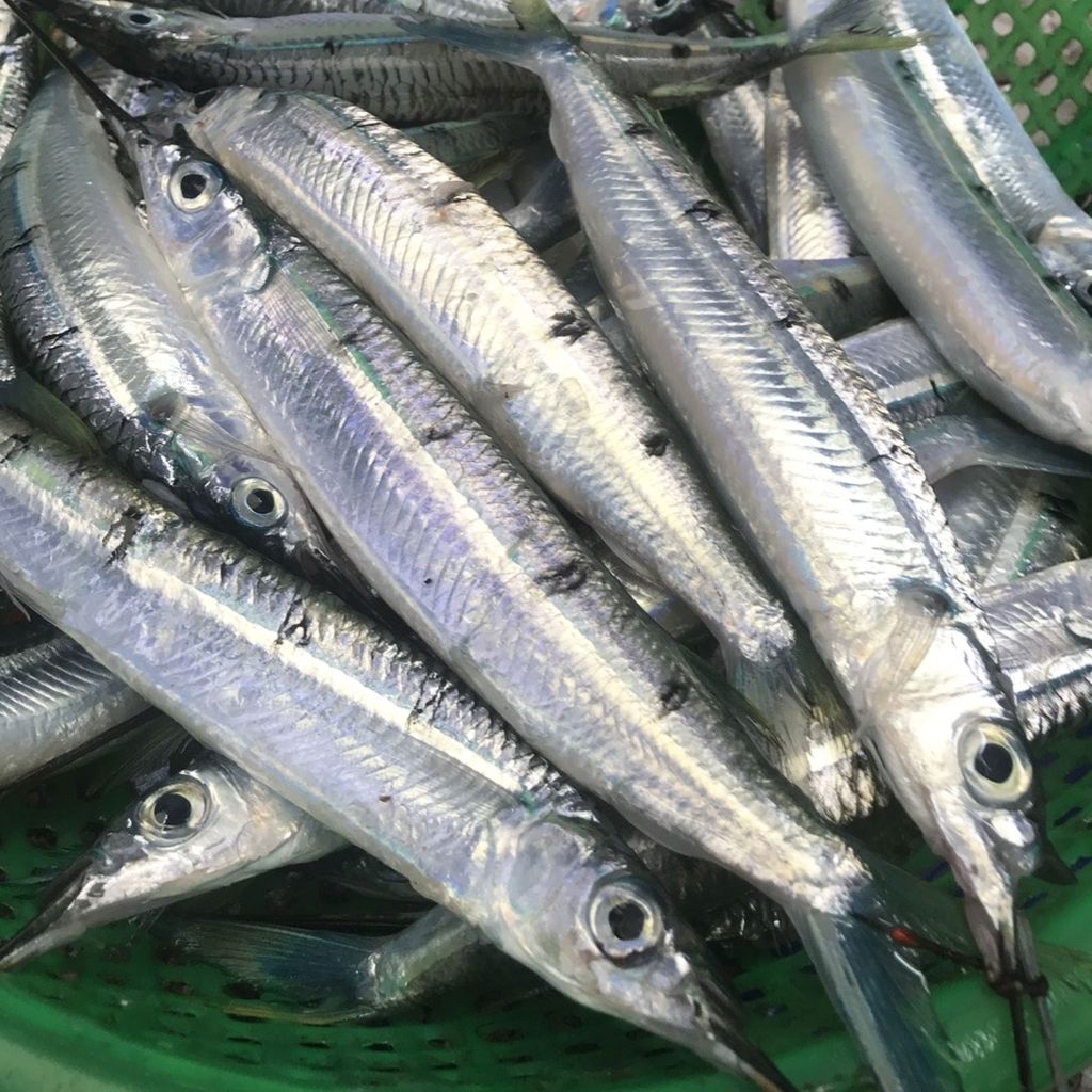 Cá dũa (dẫu) làm sạch