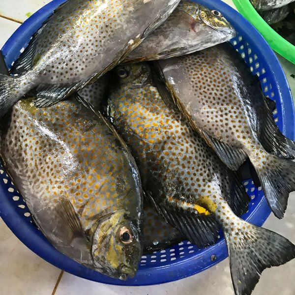 Cá dìa bông nguyên con | sz lớn