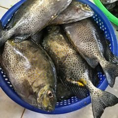 Cá dìa bông nguyên con | sz lớn