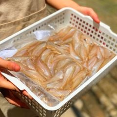 Cá đục bống làm sạch