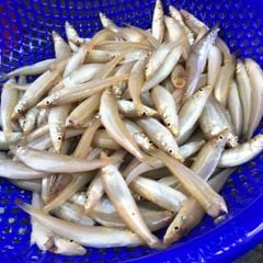 Cá đục bống làm sạch